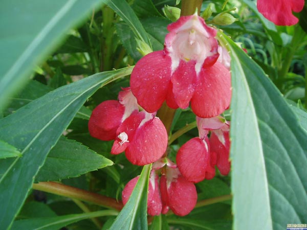 植物染发特点